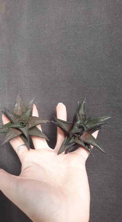 haworthia tesselata(Италия) (итальянки, компактнее розетка, сильно загорают) н/у