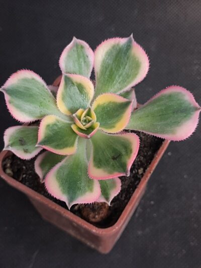 Aeonium Sunburst