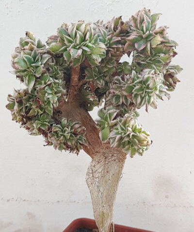 Aeonium sunburst christata