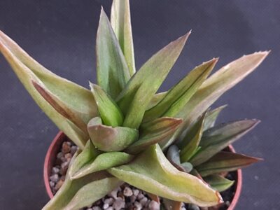 Aloe Black Gem