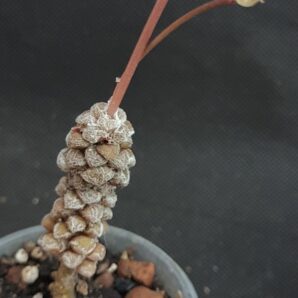 Anacampseros namaquanum | 10