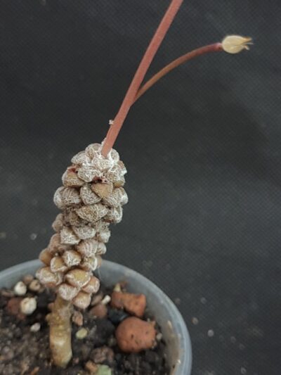 Anacampseros namaquanum