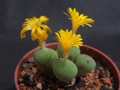 Conophytum bilobum