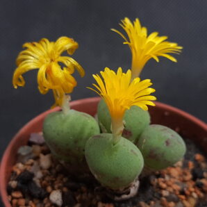 Conophytum bilobum