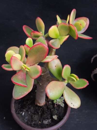 Crassula ovata solana