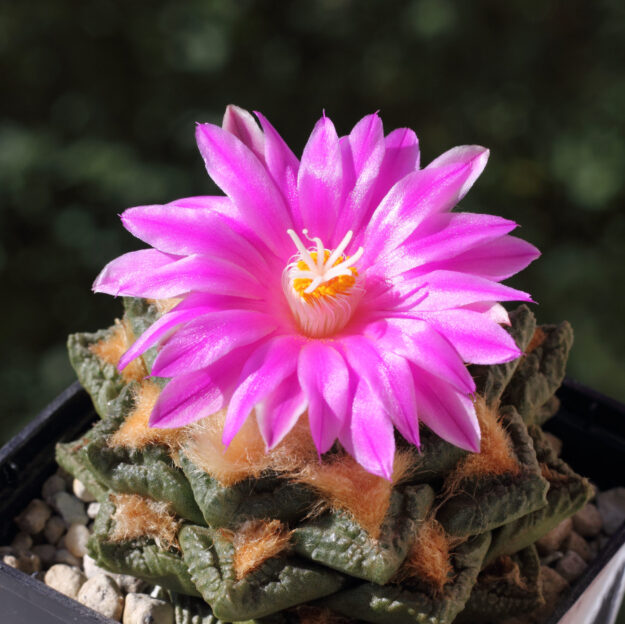 Lithops