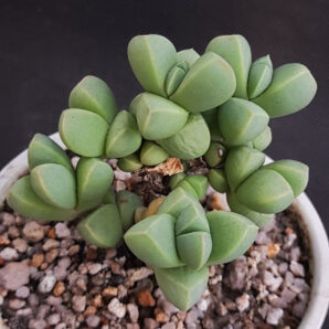 Delosperma lehmannii