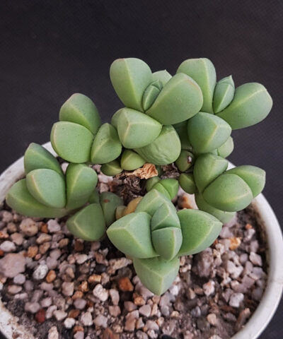 Delosperma lehmannii