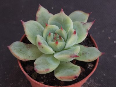 Echeveria Chihuahuaensis