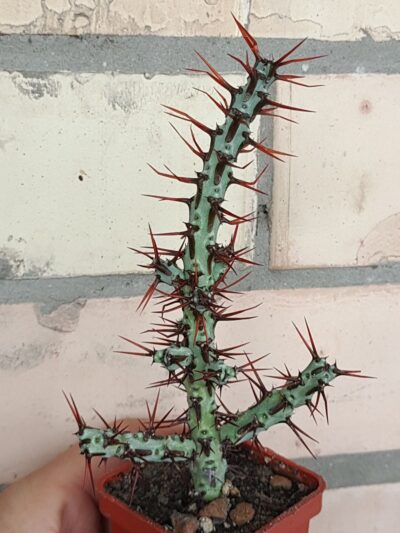 Euphorbia aeruginosa limpopo