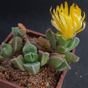 Faucaria bosscheana