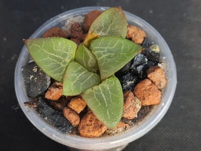 Haworthia emelyae comptoniana