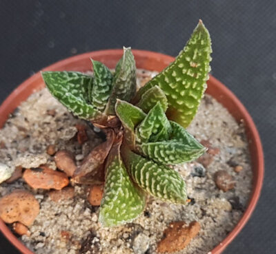 Haworthia limifolia striata