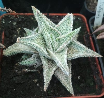 Aloe cv. Coconut flakes