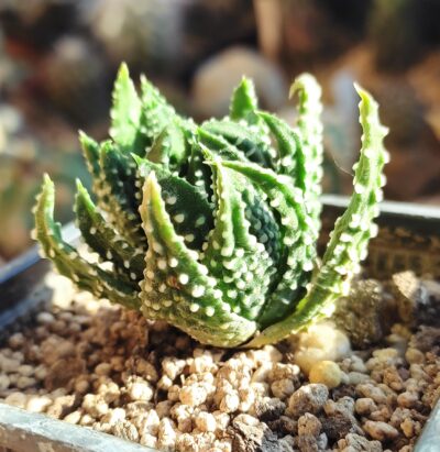 Haworthia pumila cv.Ling - Зображення 2