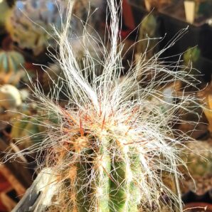 Оreocereus celsianus | 79