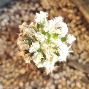 Mammillaria bertholdii | 57