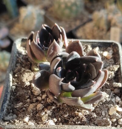 Еcheveria affinis