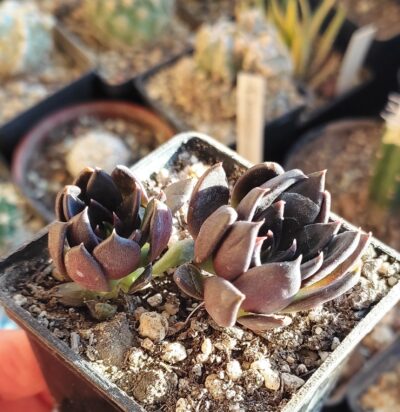 Еcheveria affinis - Зображення 2