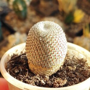Aylostera heliosa | 9