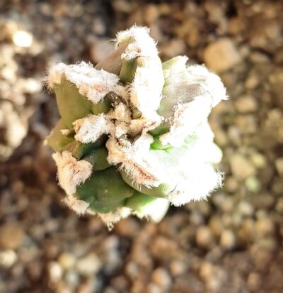 Astrophytum myriostigma Hakujo Fukuryu