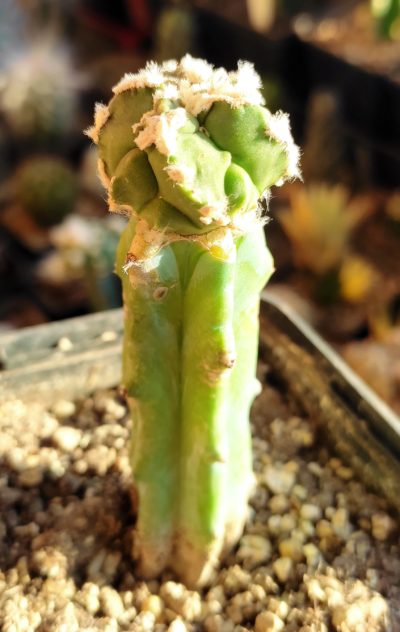 Astrophytum myriostigma Hakujo Fukuryu - Зображення 2