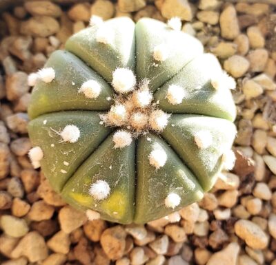 Astrophytum asterias