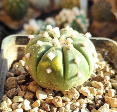 Astrophytum asterias - Зображення 2