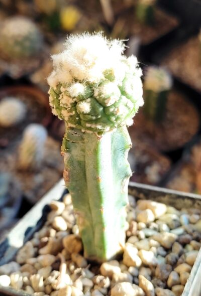 Astrophytum asterias Kikko - Зображення 2