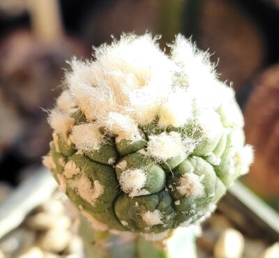Astrophytum asterias Kikko