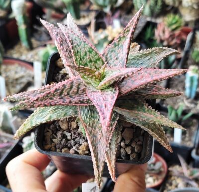Aloe - Зображення 2