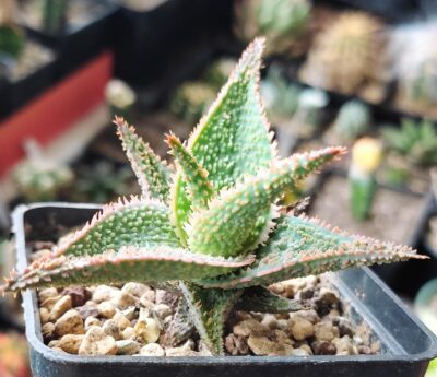 Aloe Green Sand