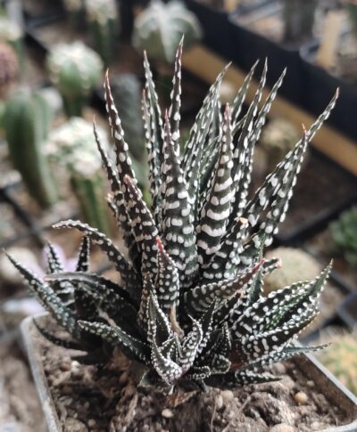 Haworthia fasciata var. concolor
