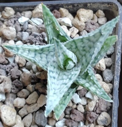 Aloe cv. Silver Blue - Зображення 2