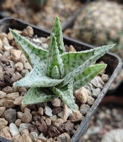 Aloe cv. Silver Blue