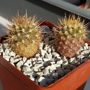 Neoporteria coimasensis