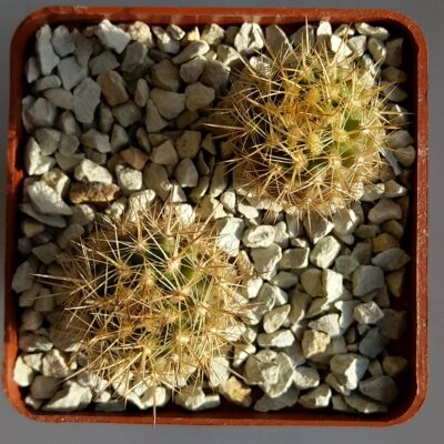 Neoporteria coimasensis