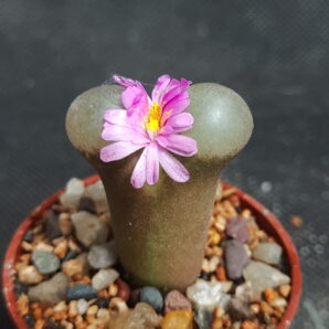 Ophthalmophyllum friedrichiae | 64