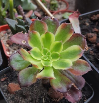 Aeonium Mardi Gras