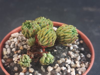 Sedum multiceps