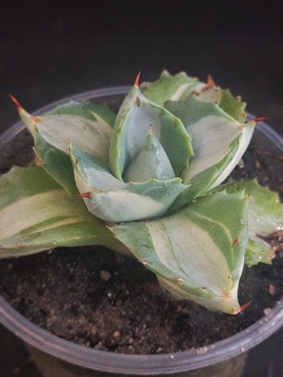Agave isthmensis ‘Ohi Raijin Shiro Nakafu’ – Variegated Dwarf