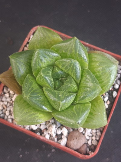 Haworthia alsonii