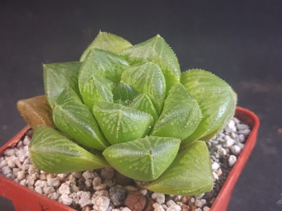 Haworthia alsonii - Зображення 2