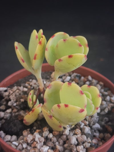 Kalanchoe laxiflora