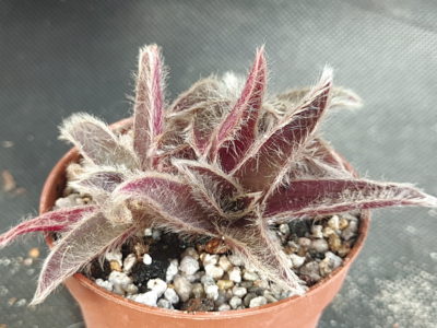 Cyanotis somaliensis