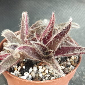 Cyanotis somaliensis