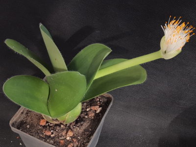 Haemanthus albiflos