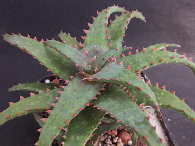 Aloe castilloniae