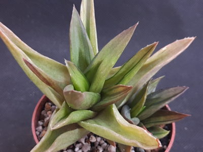 Aloe cv. Black Gem variegata