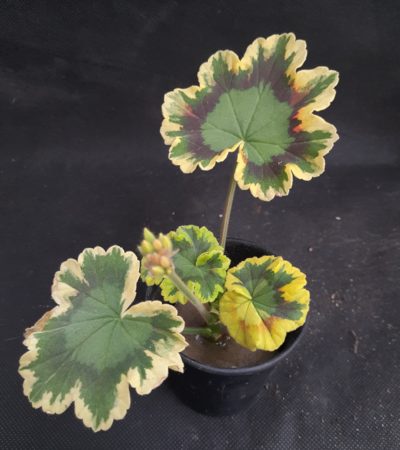 Pelargonium Contrast (Tricolor)